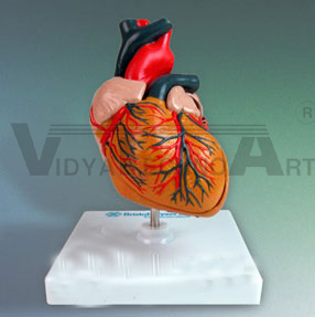 Heart Model